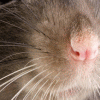 rat_whiskers
