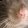 Avatar of rat_whiskers